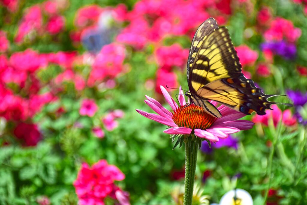 butterfly on a flower
