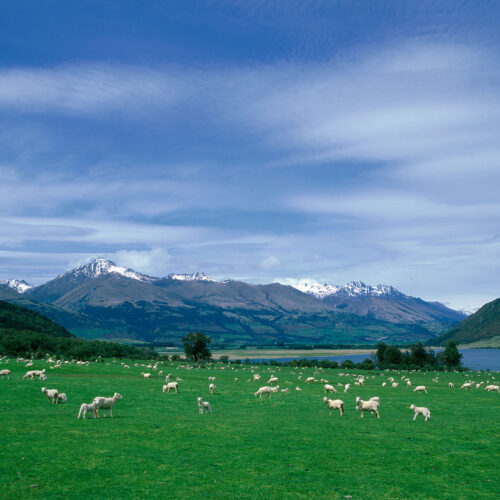 New Zealand Adventure 2027